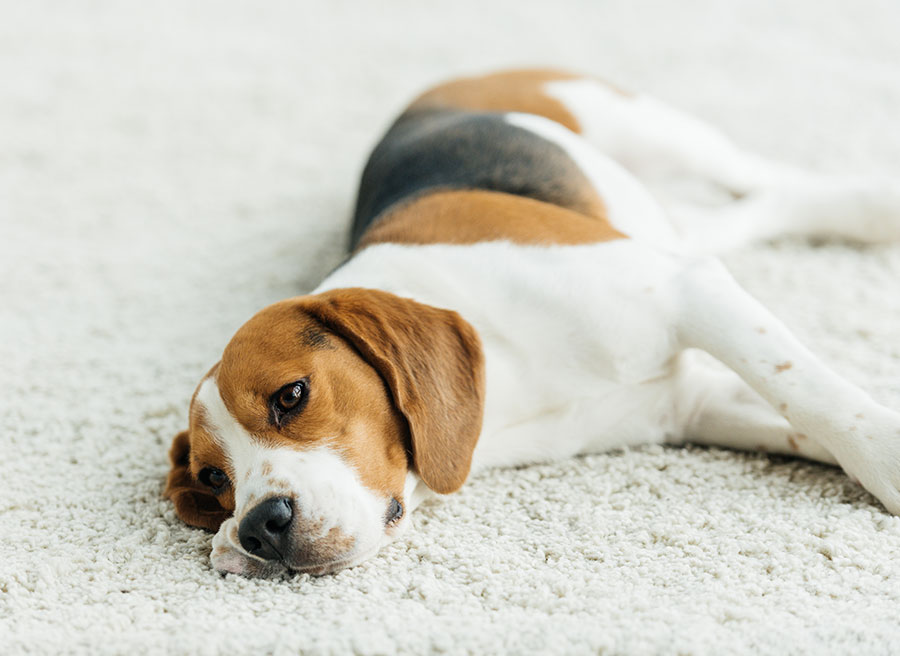 Professional Carpet, Duct, Upholstery and Tile & Grout Cleaning in Raleigh North Carolina
